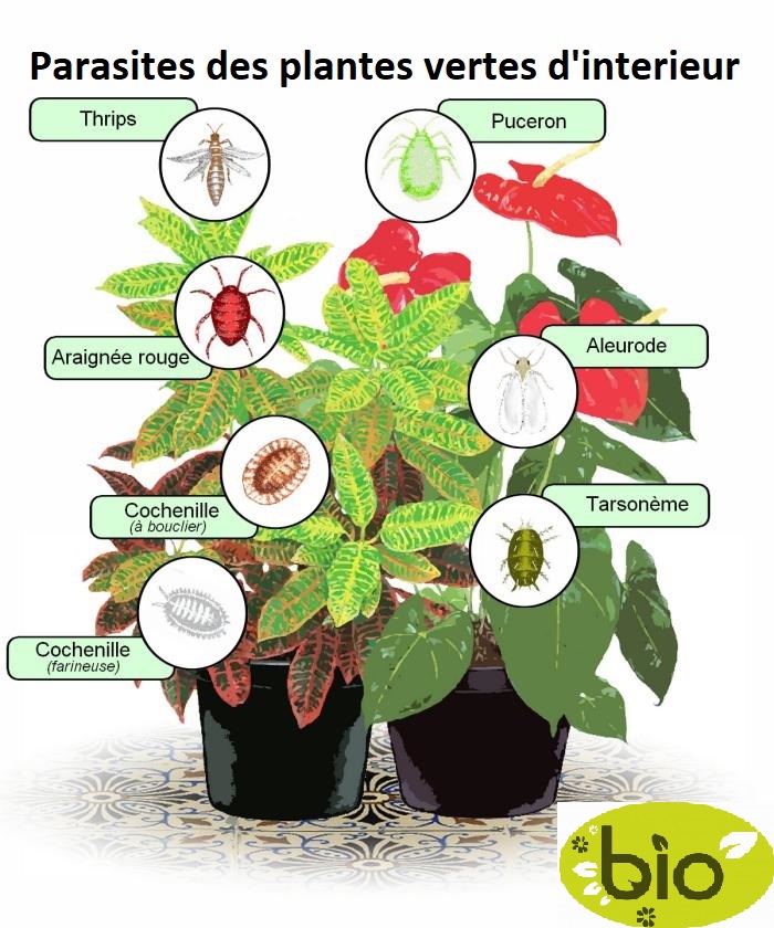 insecticide bio